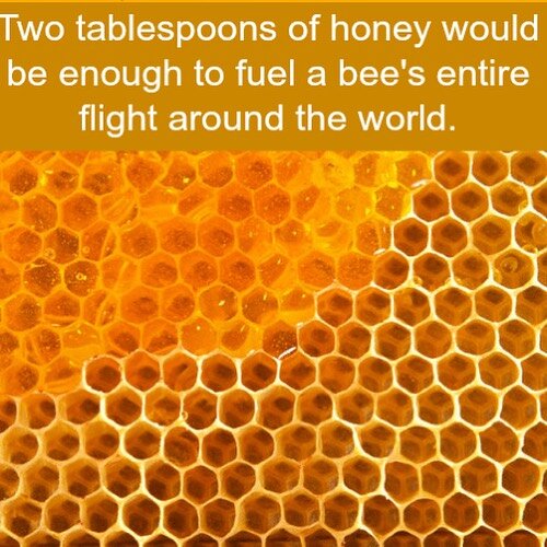 Bees are amazing! 🐝 Some bee facts that blow our mind:⬇️
.
🐝 A honeybee can carry a load equivalent to about 60% of her body weight. It's like us hauling around six backpacks filled with groceries!
🐝 Bees are master architects! Inside the hive, wo