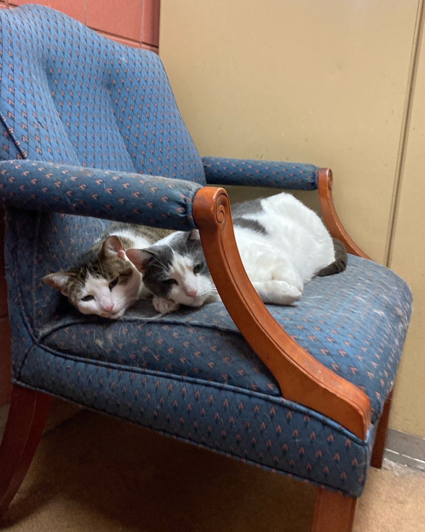 When you find your coworkers sleeping on the job 🙀 #awkward. All joking aside, our cats get plenty of naptimes, and our human employees get benefits like a living wage, PTO and healthcare. When you compost with us, you're not just supporting a healt