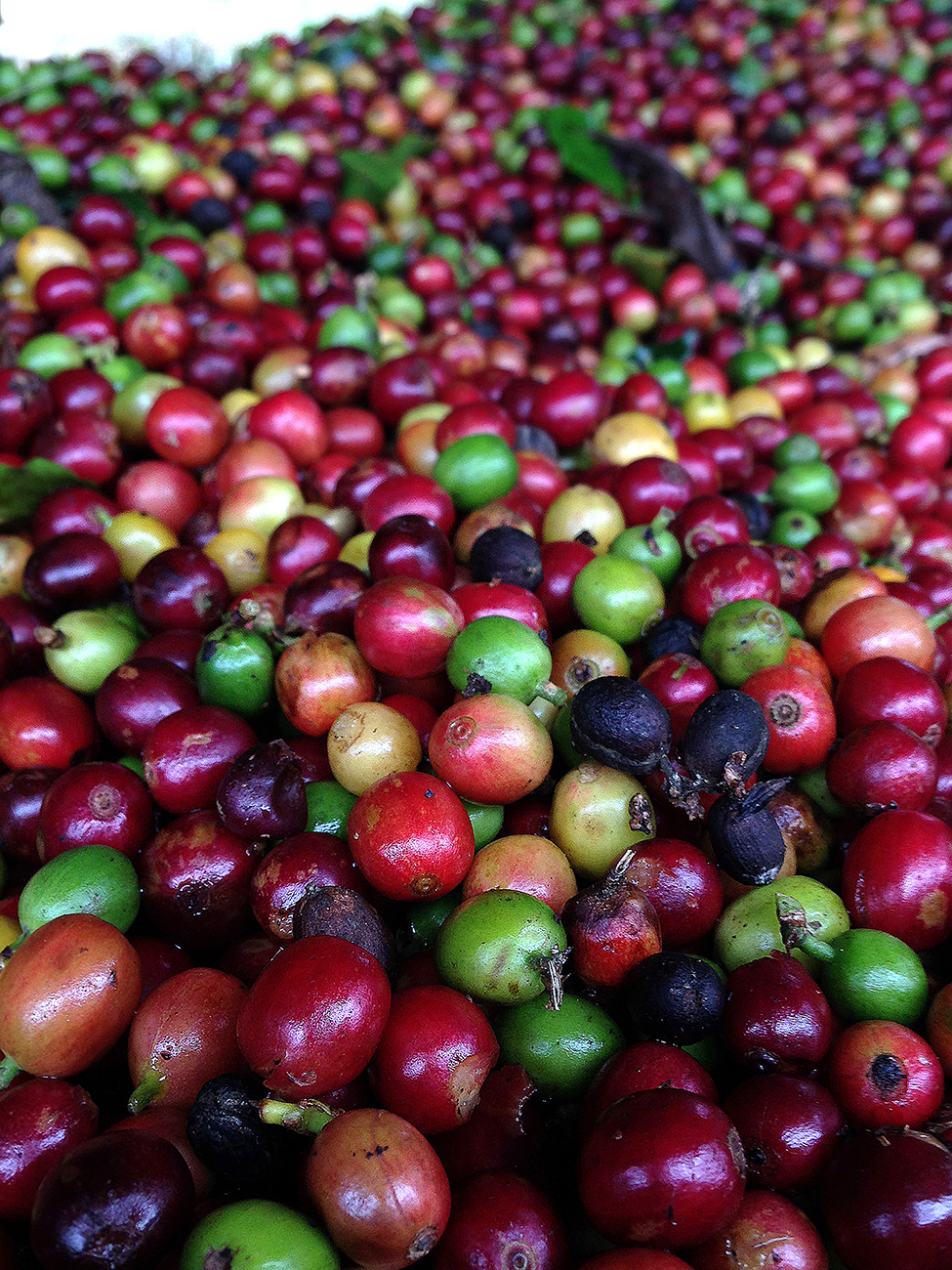 coffee cherries.jpg