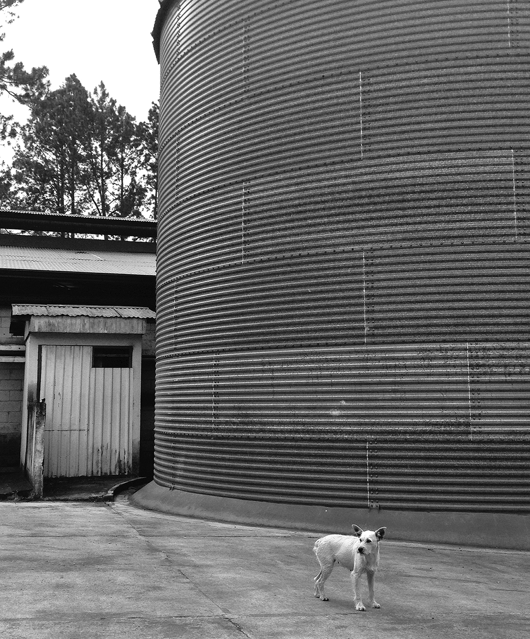 silo dog bw.jpg