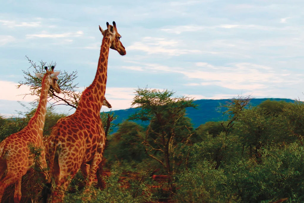 South African Safari 