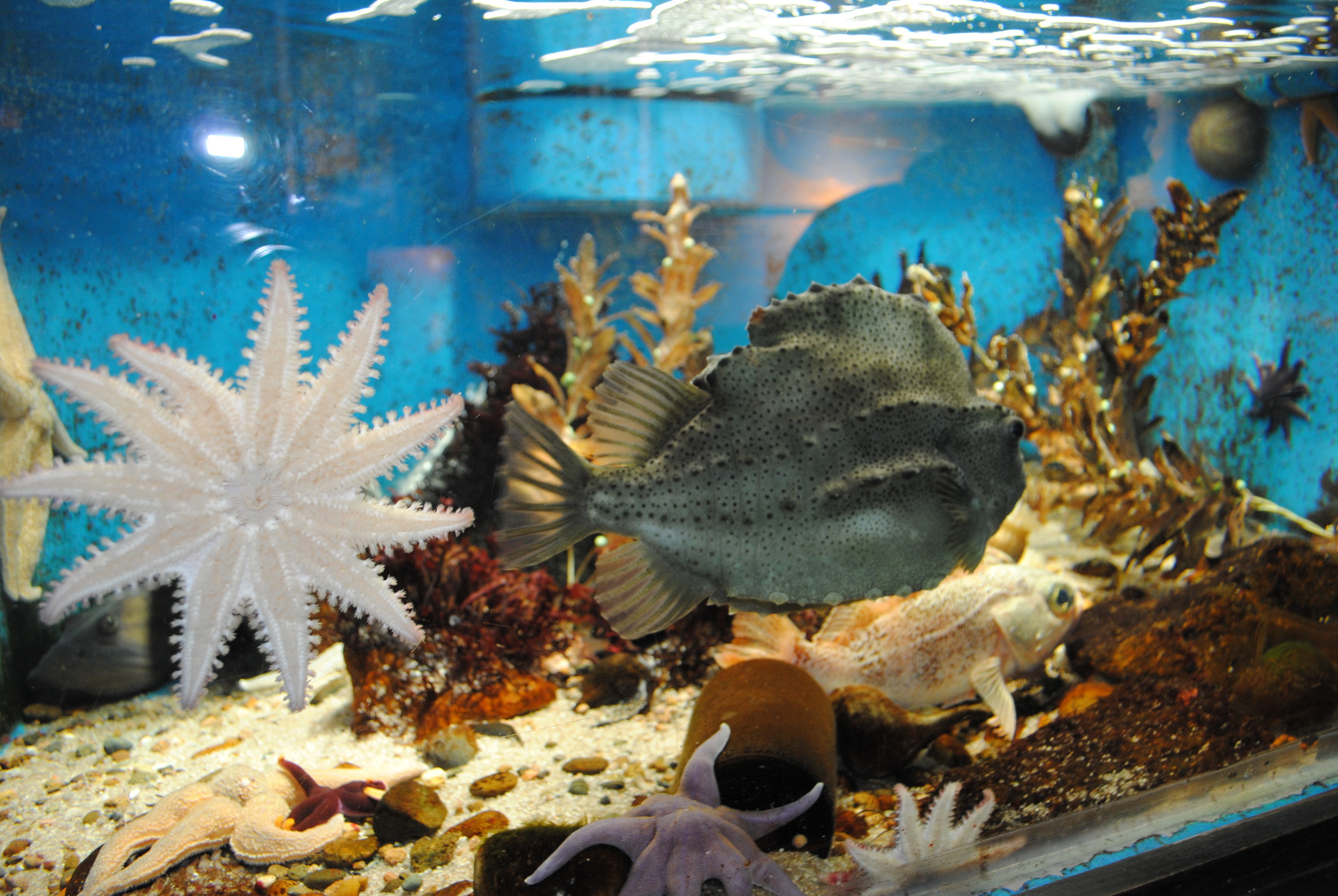 Established in Woods Hole in 1885, the WHSA is the country’s oldest marine aquarium. It is owned by the federal government and operated by NOAA’s National Marine Fisheries Service, in partnership with the Marine Biological Laboratory.