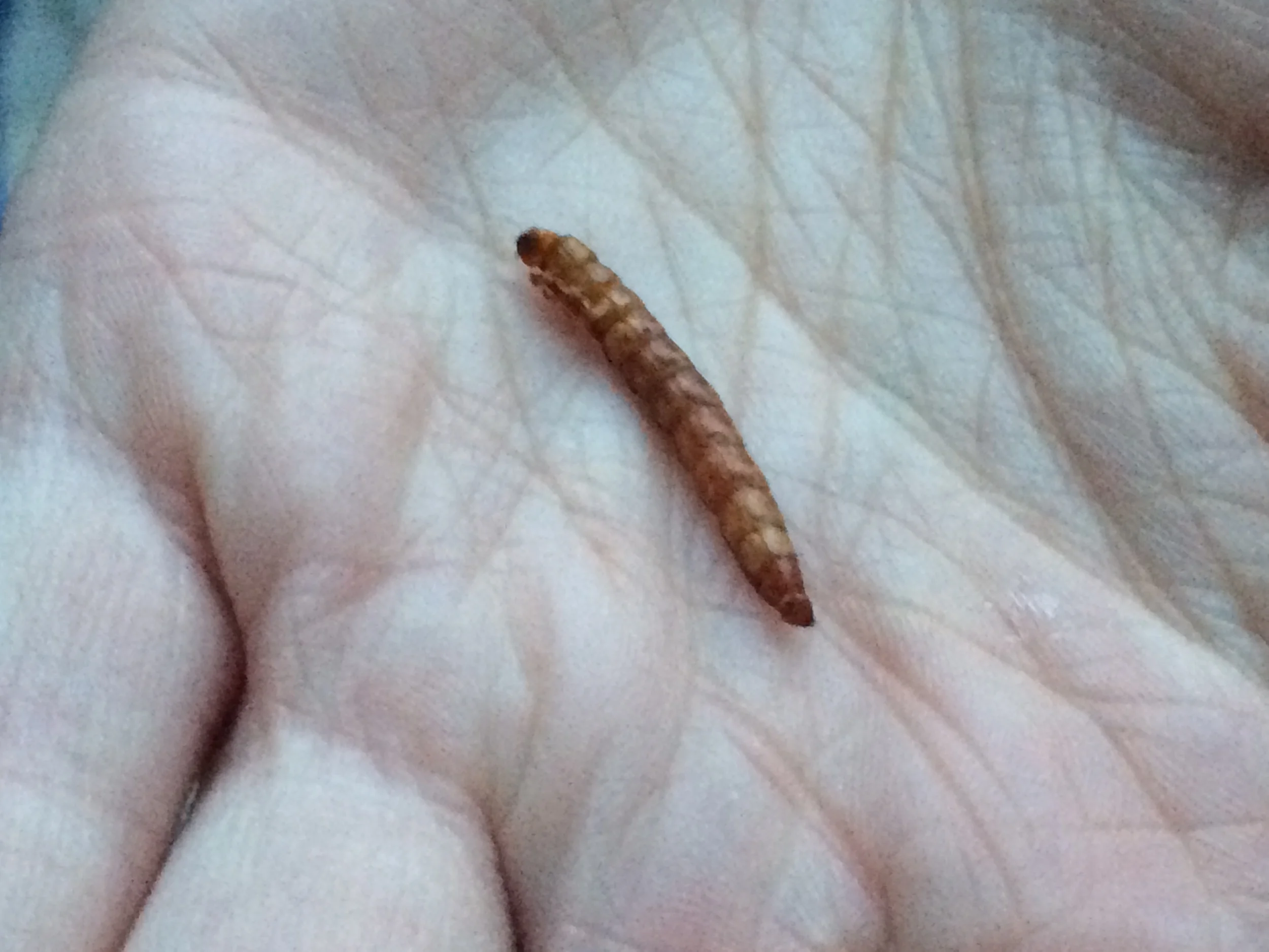  Freshly toasted mealworm 