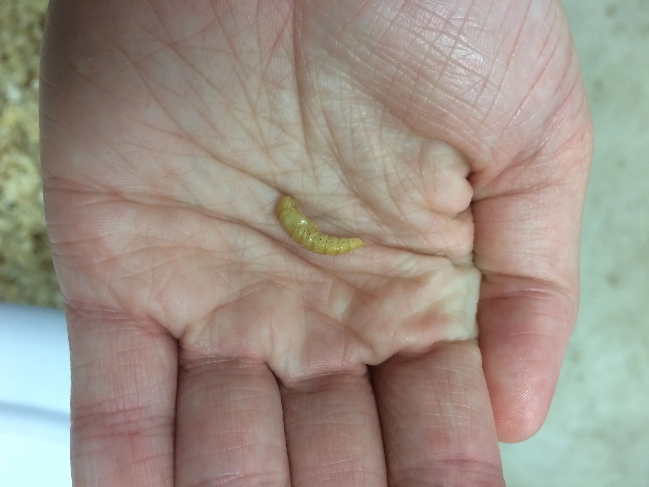  A pupa, which will hatch into a beetle in a few days 