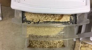 Mealworm+Farm.jpeg