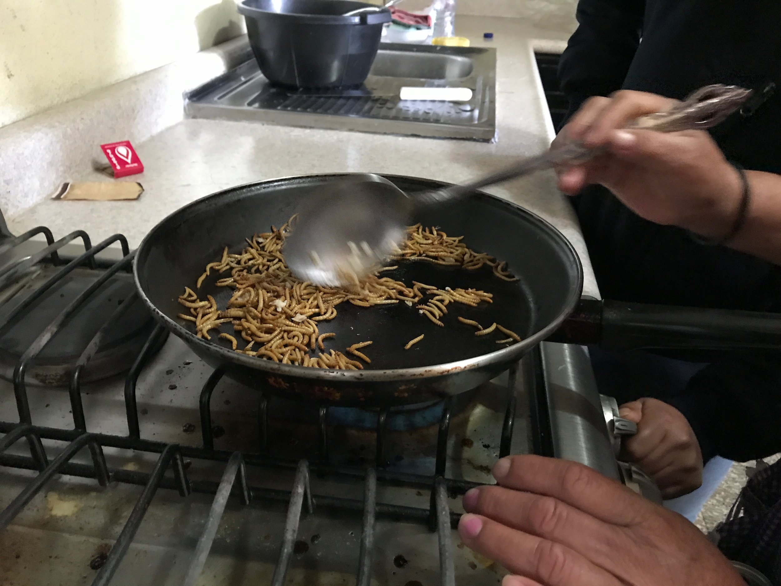 7:1:18 PEILE worms in pan and stove.JPG