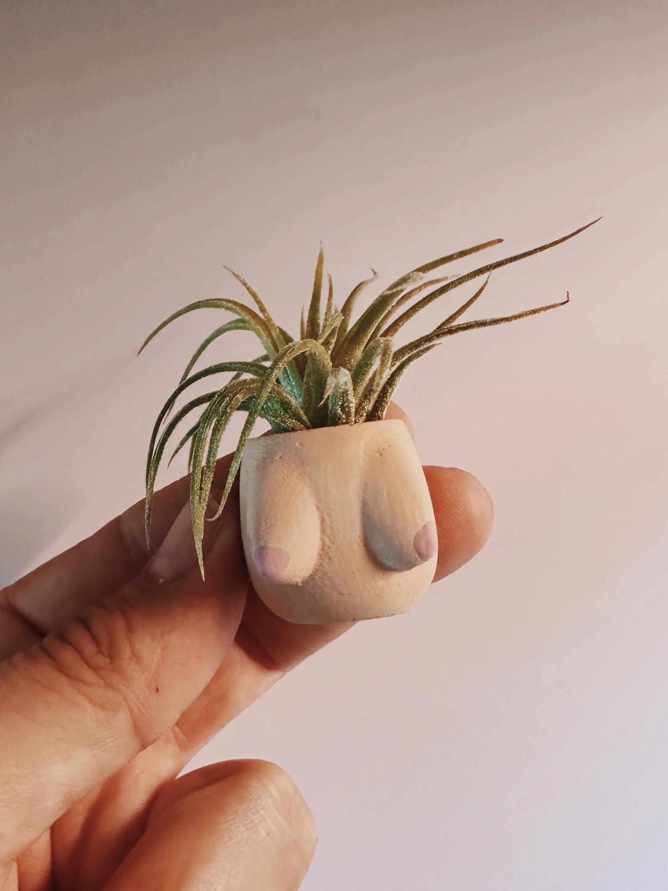 Parker Mini Boob Pot Planter and Air Plant