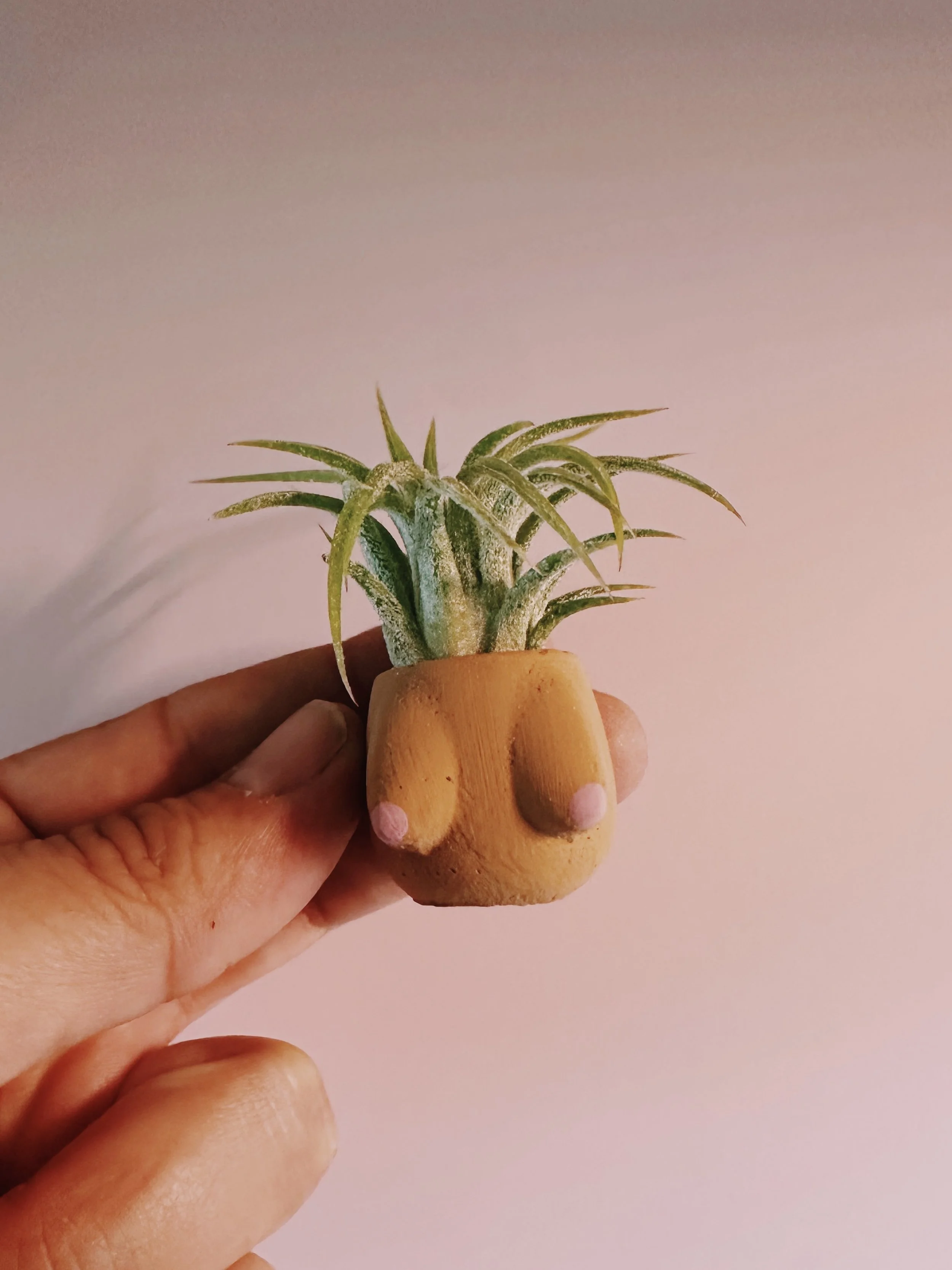 Daisy Boob Pot Planter and Air Plant