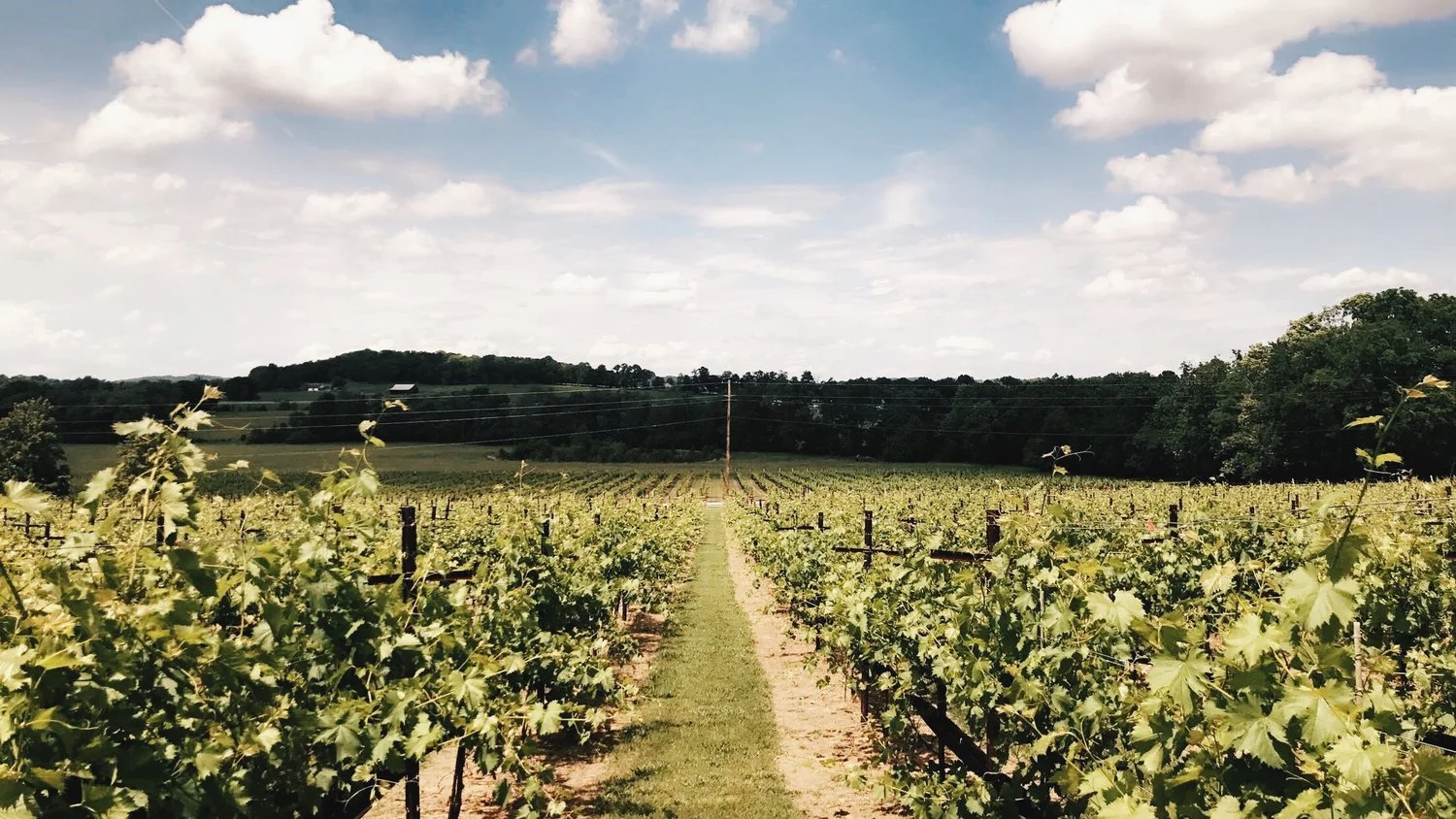arrington vineyard.jpeg