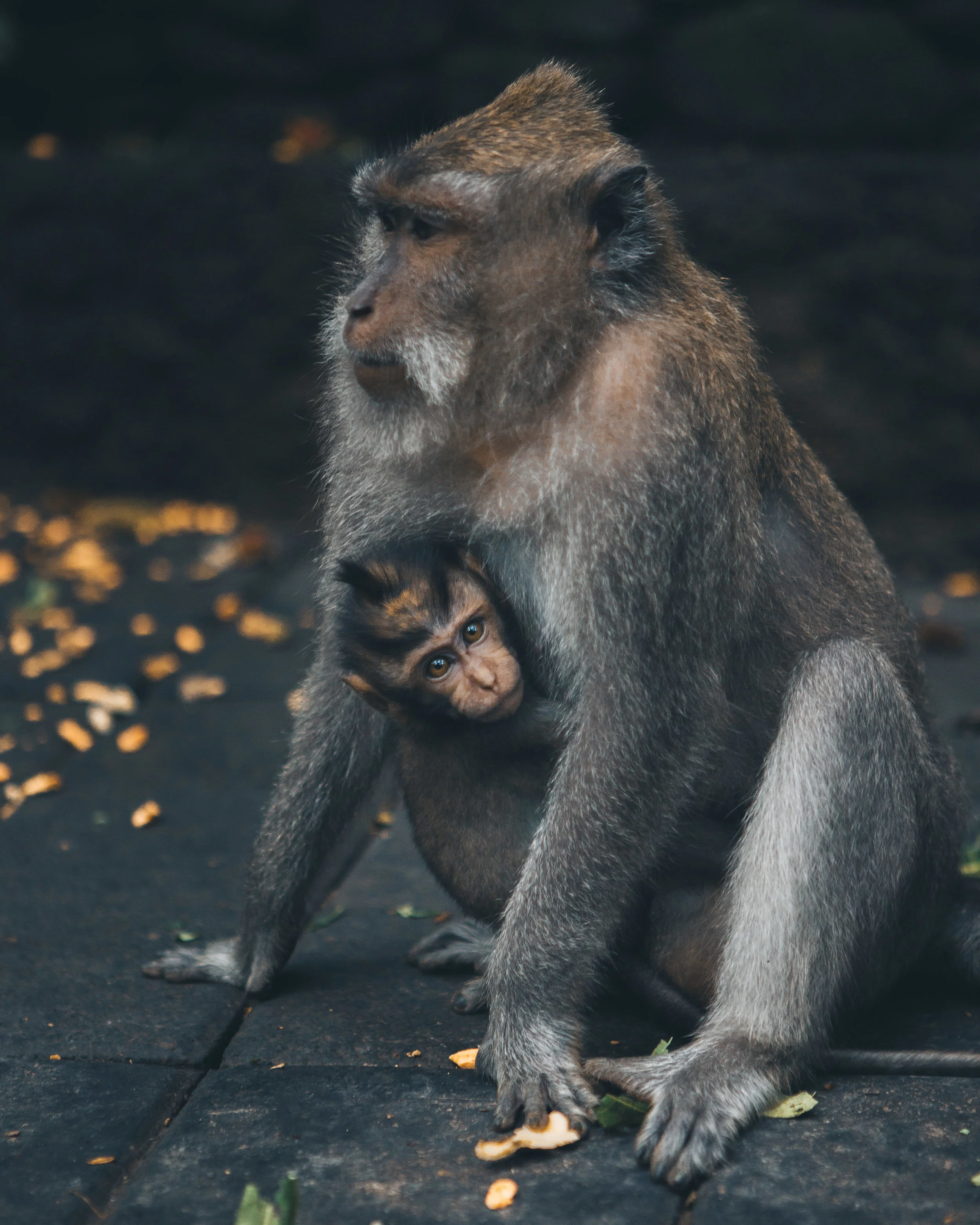 Bali monkey sanctuary.jpg