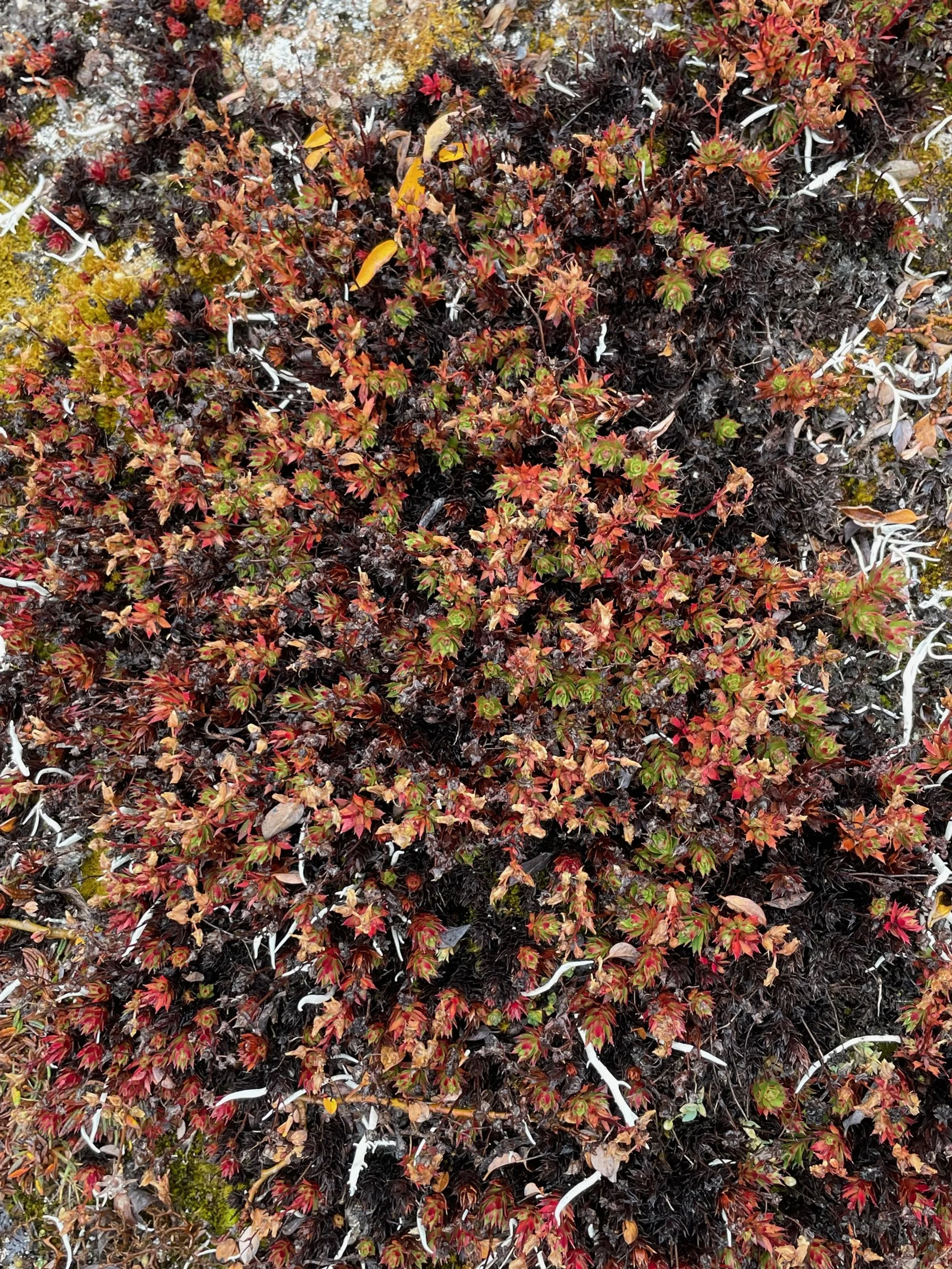 Encalypta streptocarpa