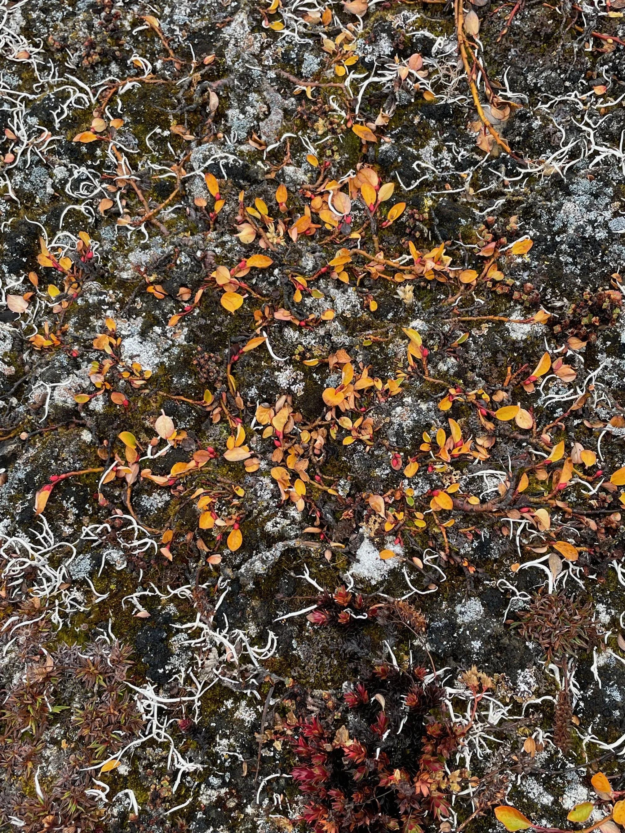 Microbryum curvicollum