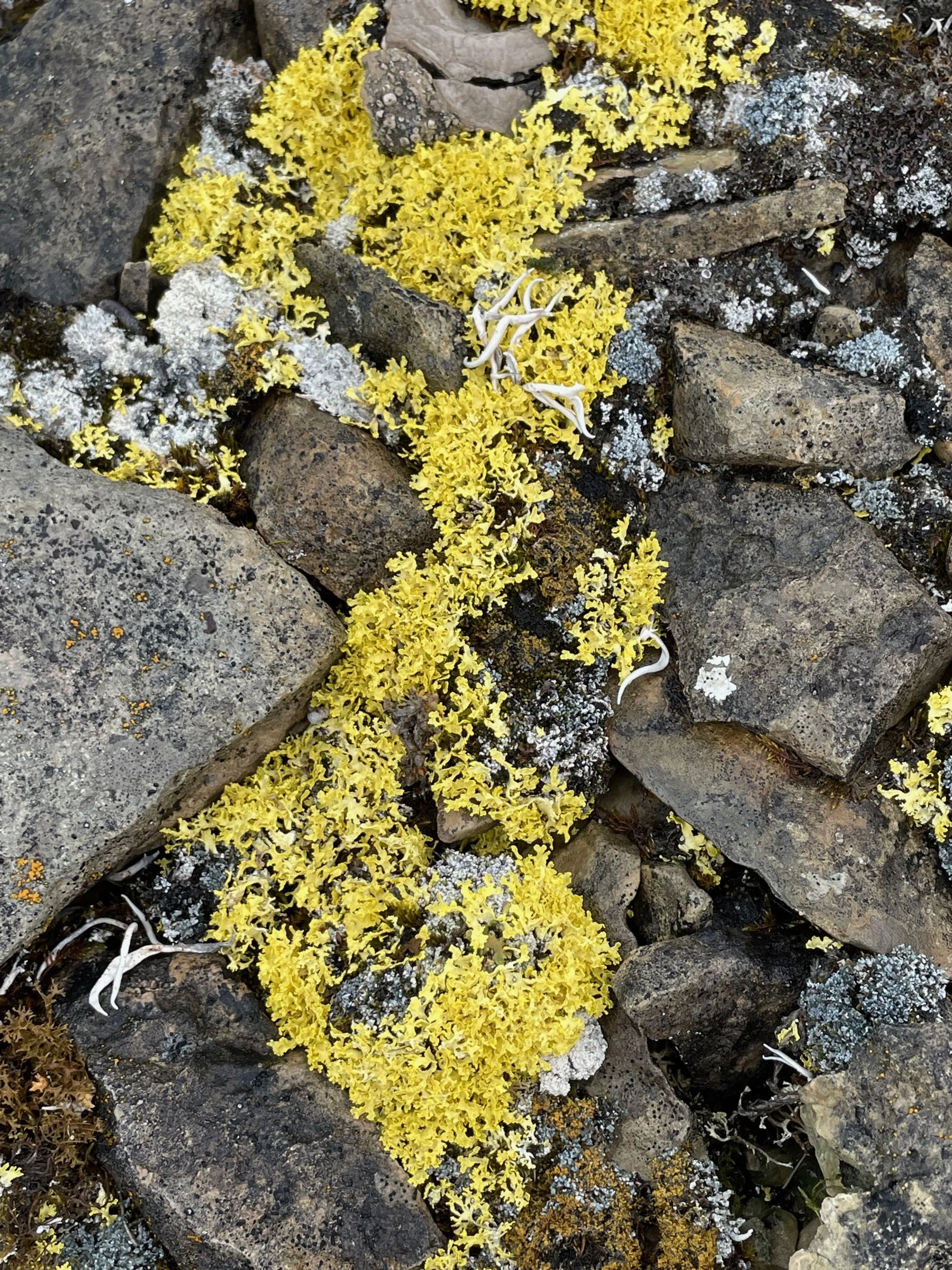 Rhizocarpon geographicum