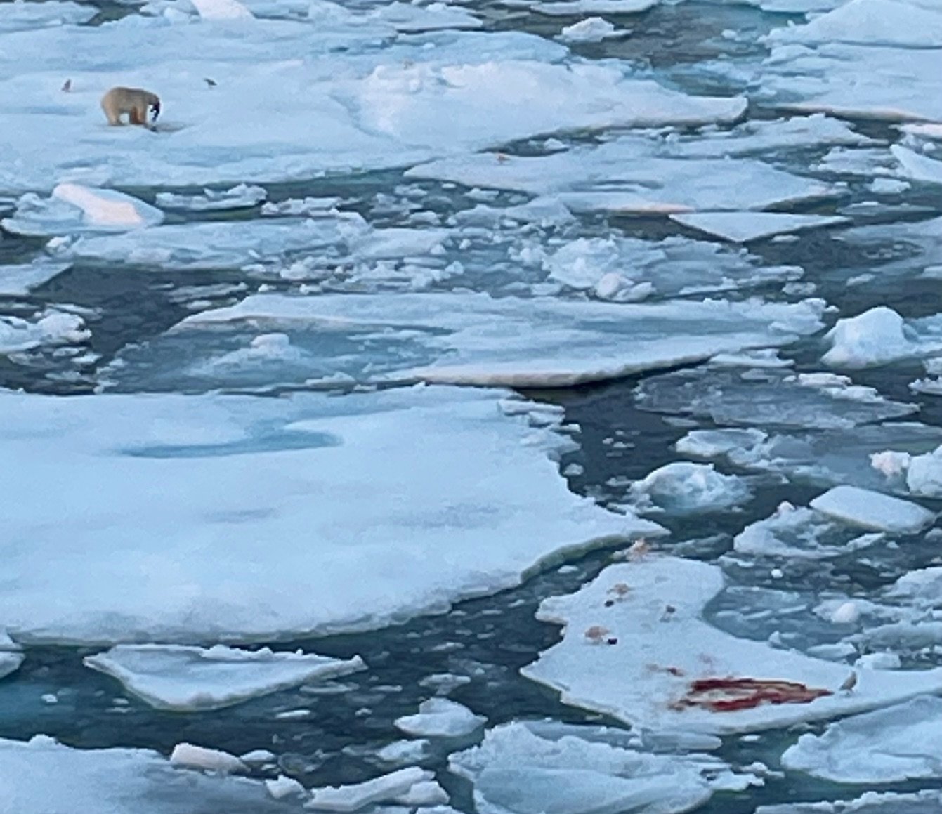 Polar bear eating a seal