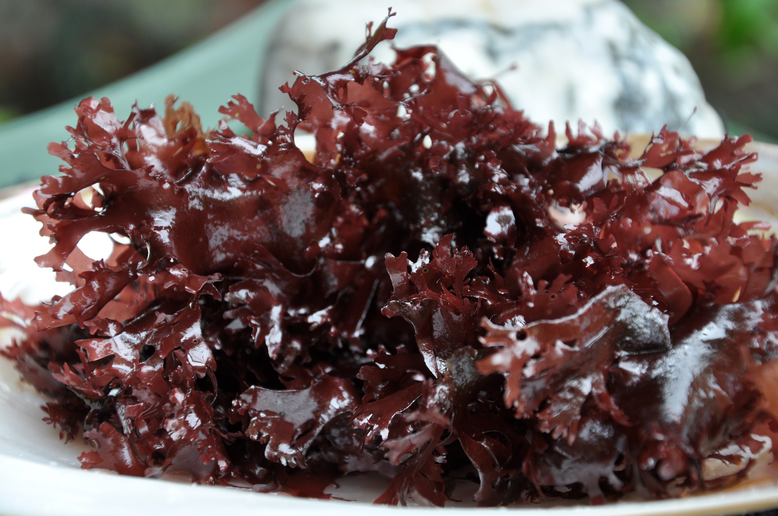 Seaweed Knowledge Monterey Bay Seaweeds