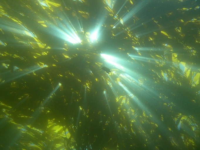 Brown Seaweeds Could be Used to Make Bioethanol — Monterey Bay