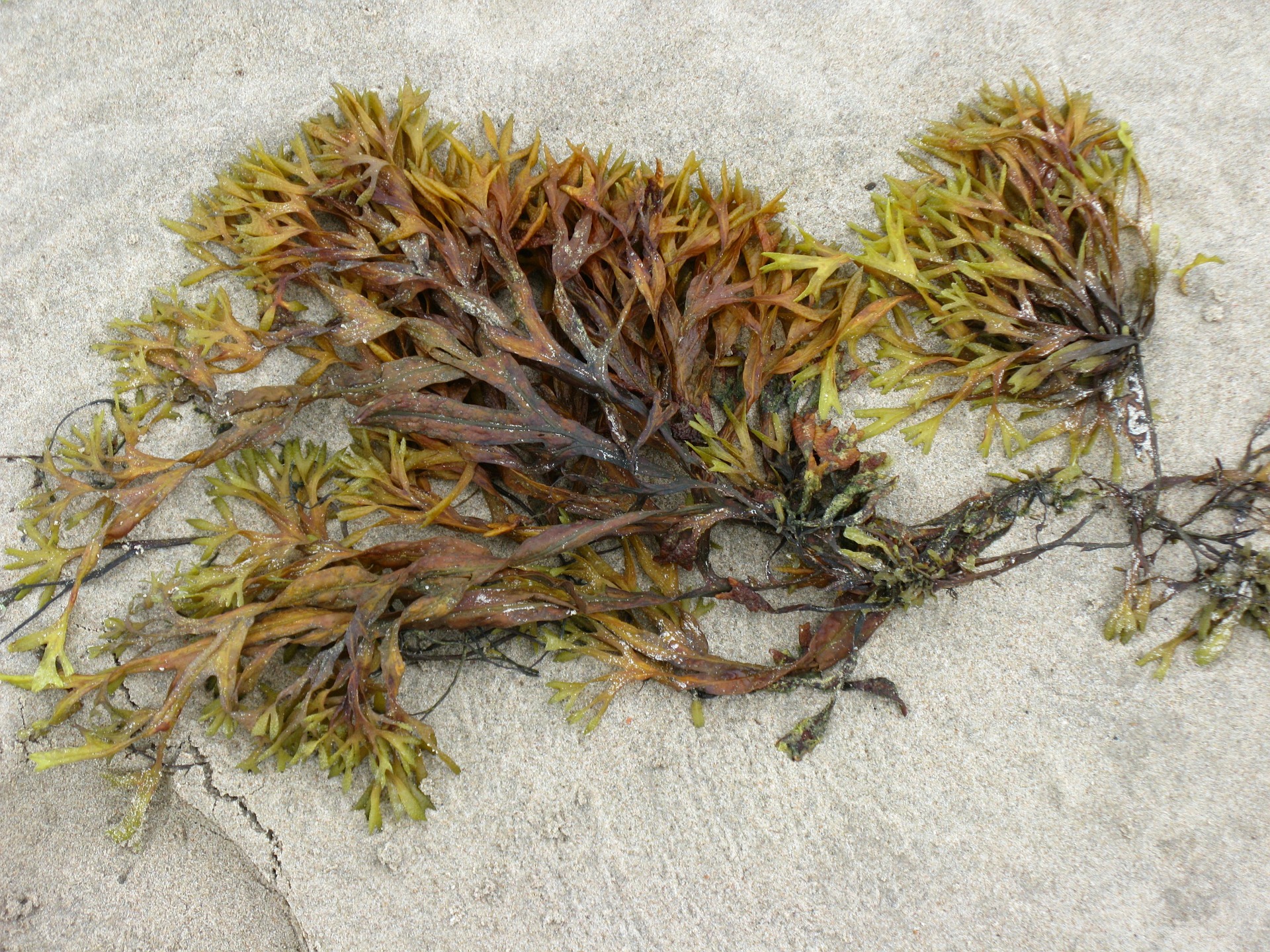 Brown Seaweeds Could be Used to Make Bioethanol — Monterey Bay