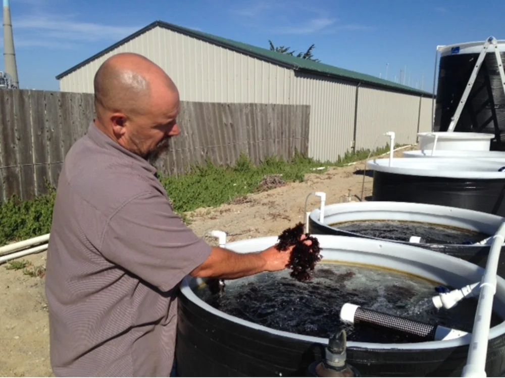 offshore vs. landbased seaweed farms, and why we went land. — Monterey