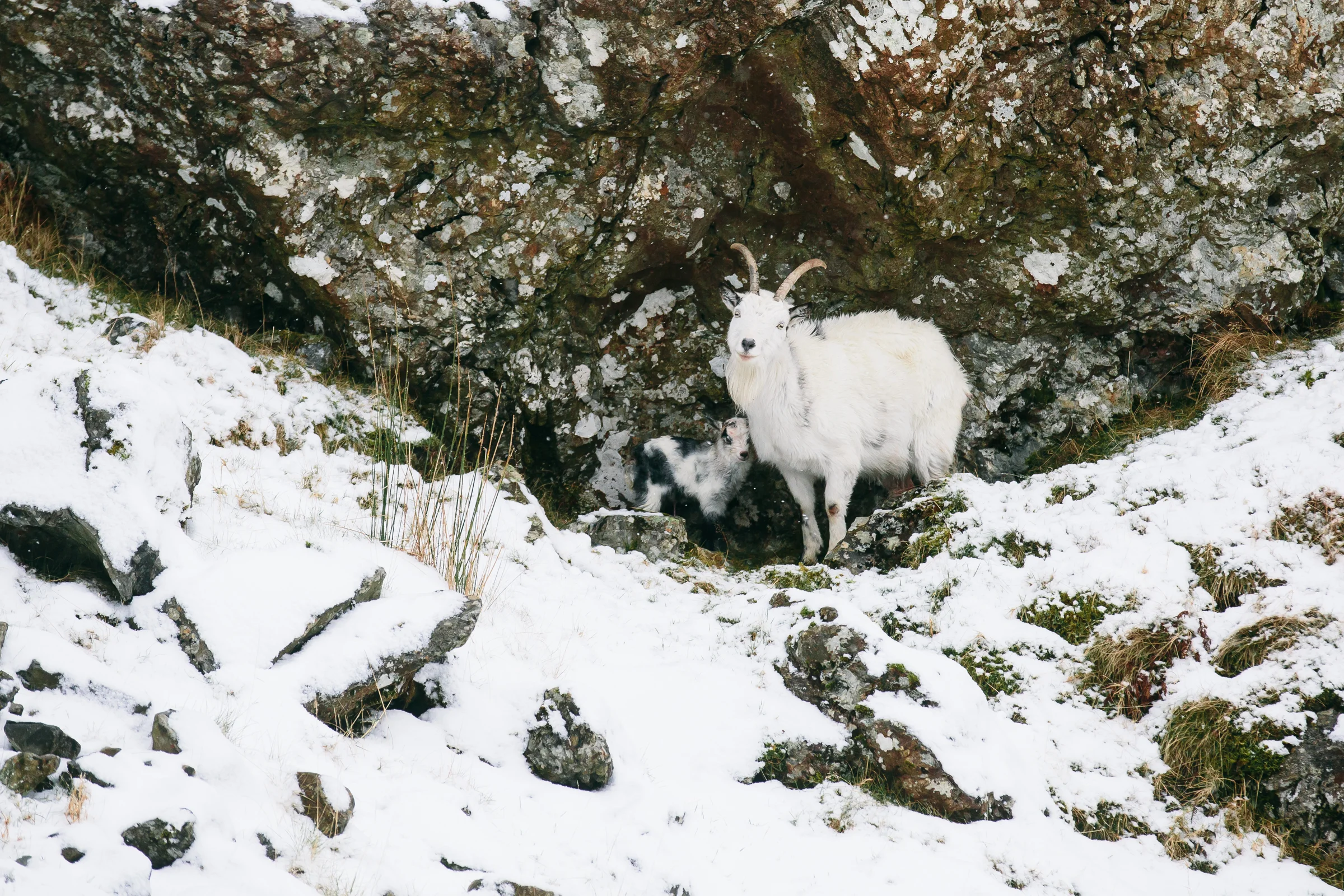 I photographed this Mountain Goat thinking that it's just ONE Goat. Take a closer look ;)