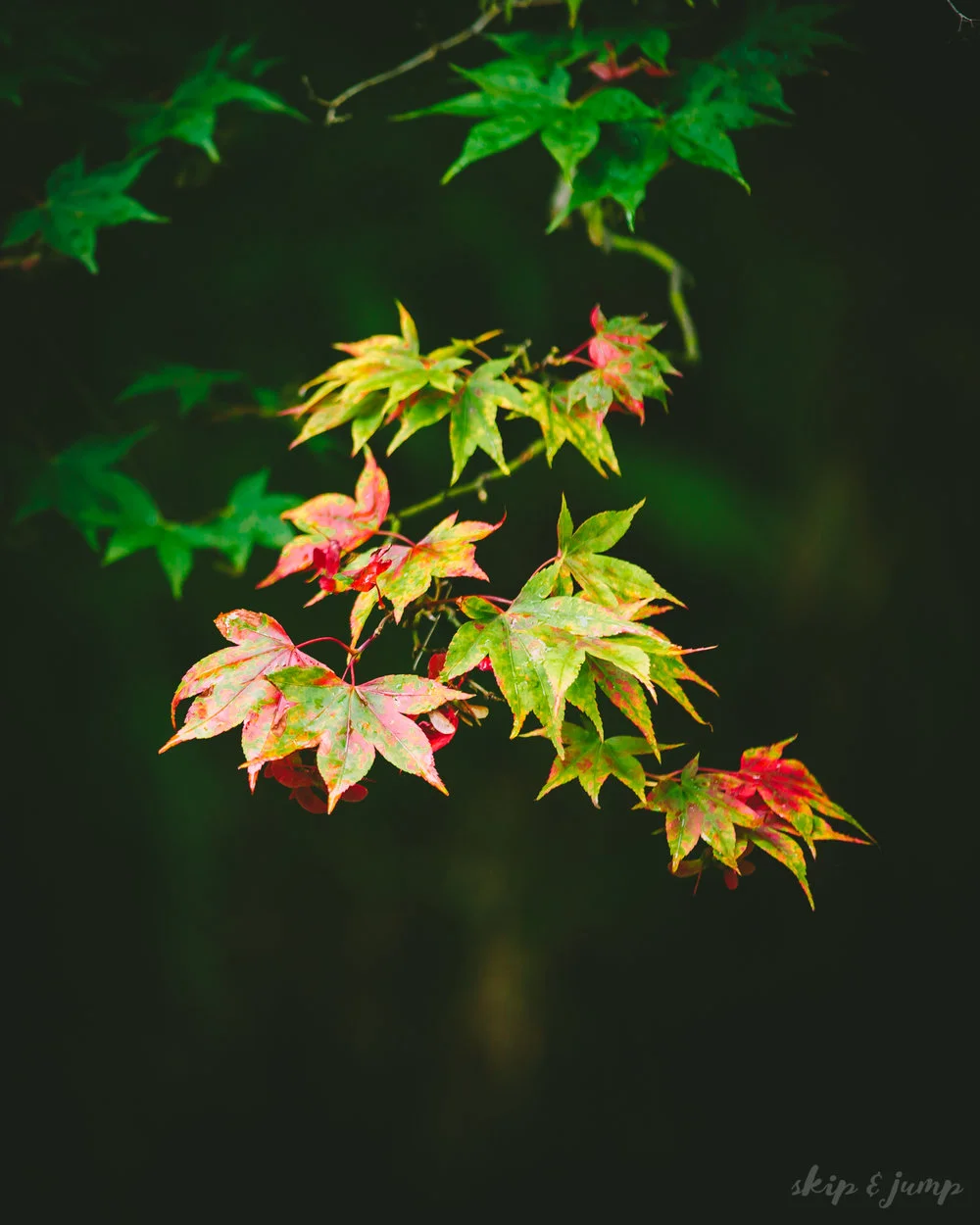 54b5f-mdt_1286.jpg