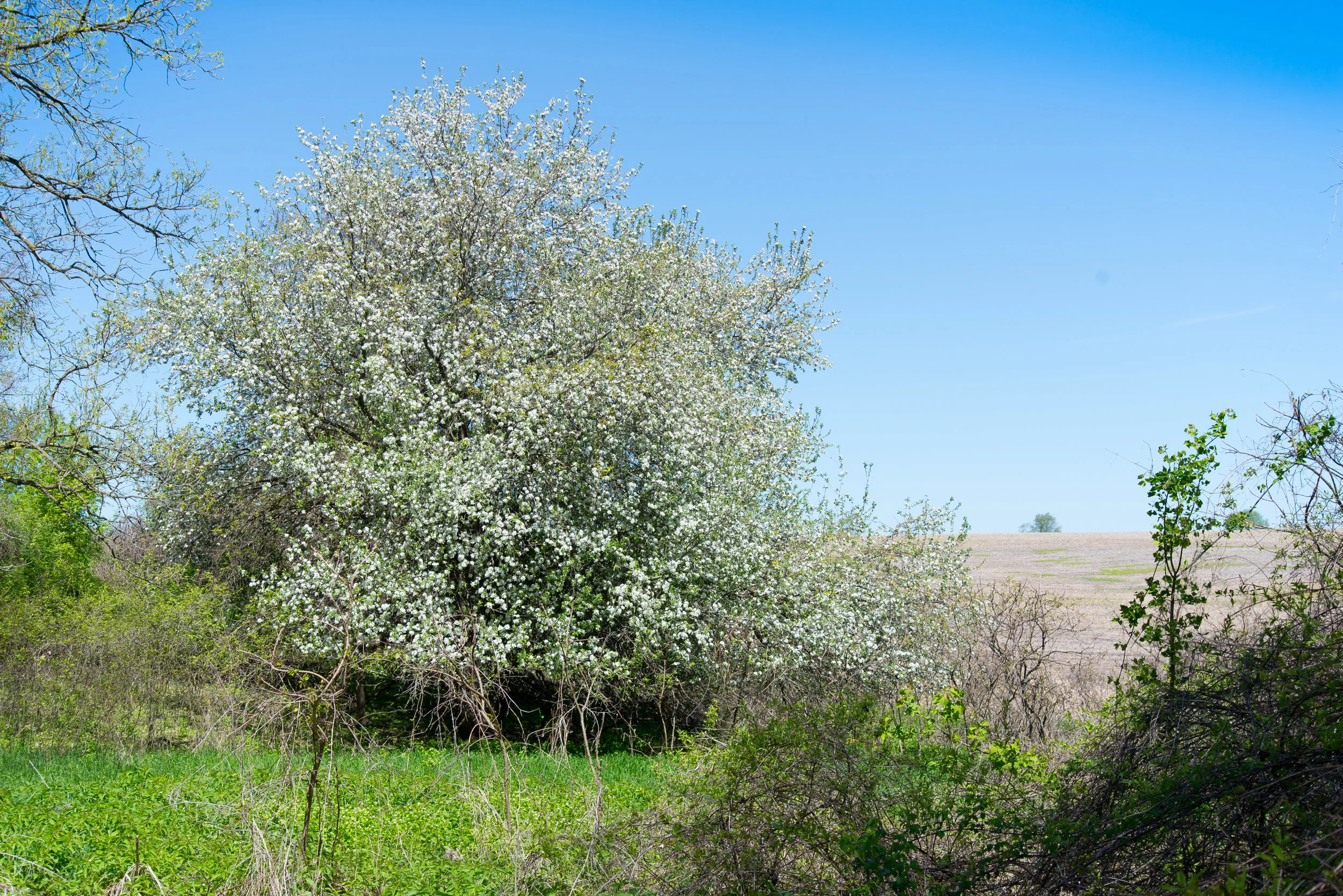 Orlog Farm-17.jpg
