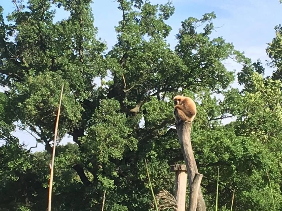 Day 25: Mr. Bean Goes to the Zoo