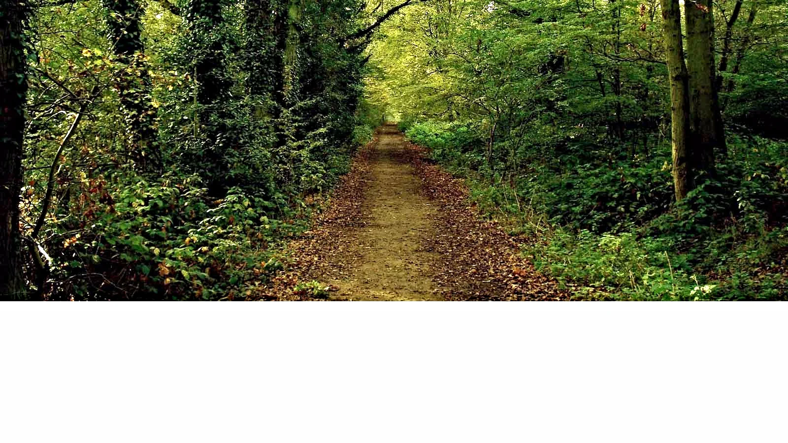 forest3.jpg