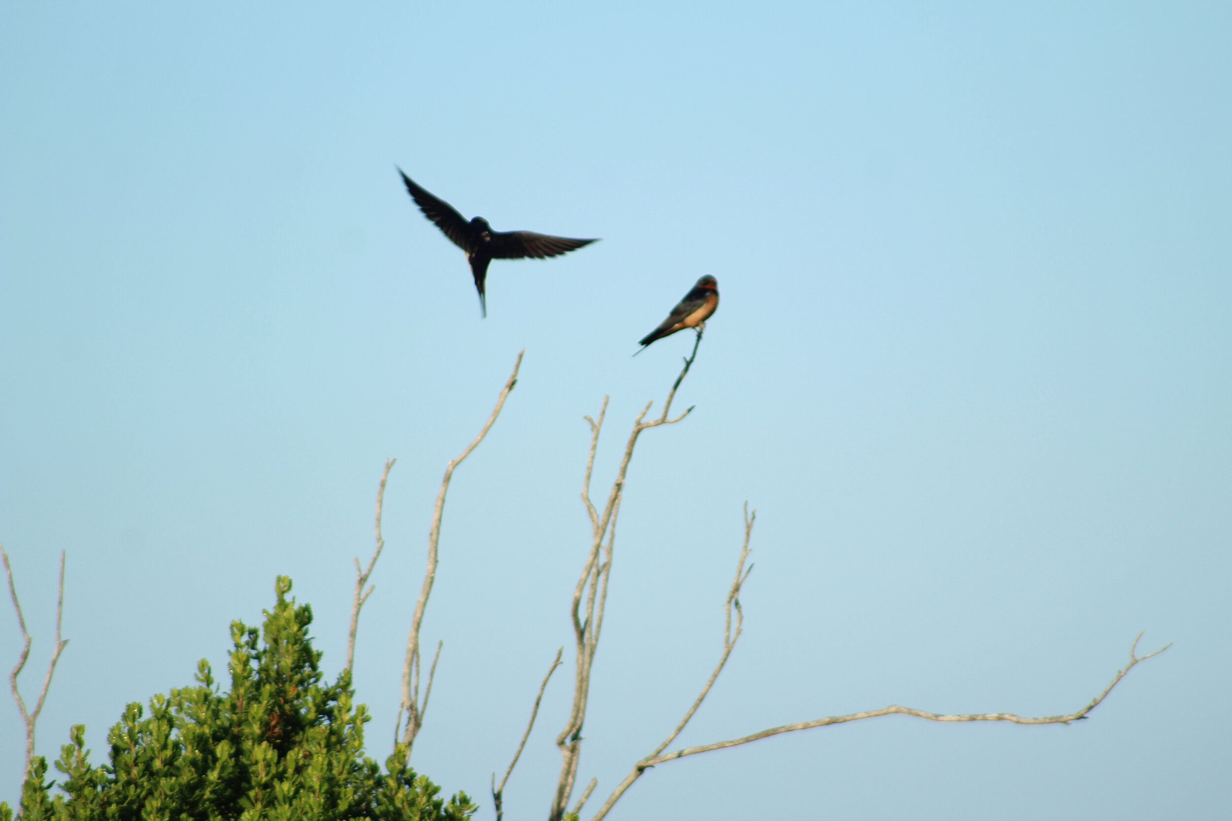 francois noah -lovebirds