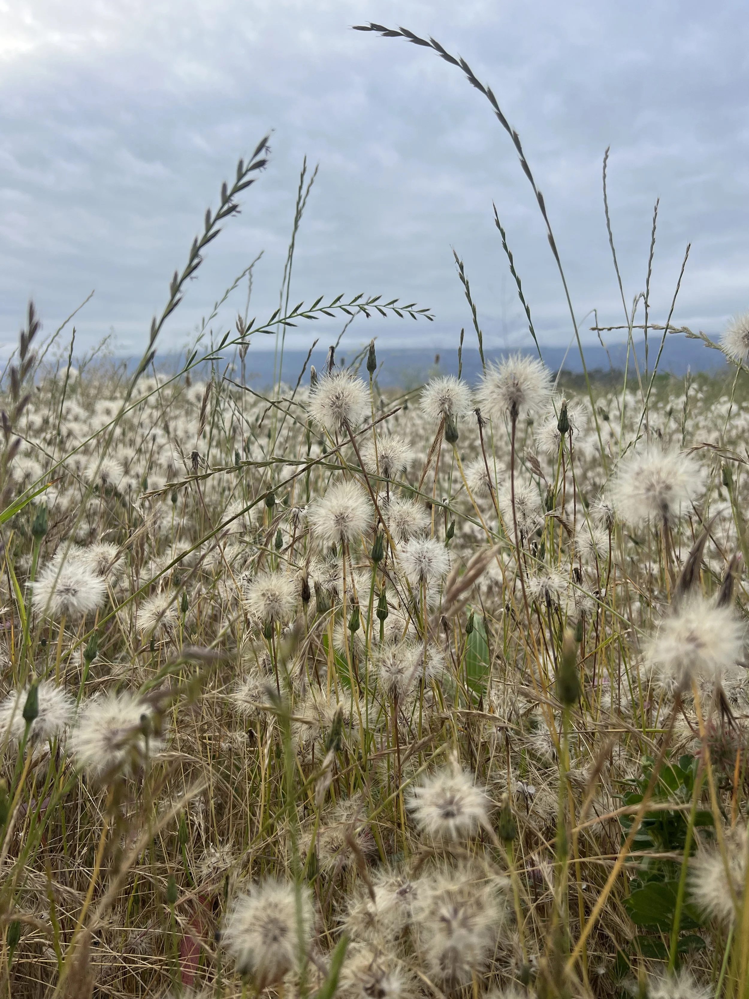 spring field - touch the earth.jpeg