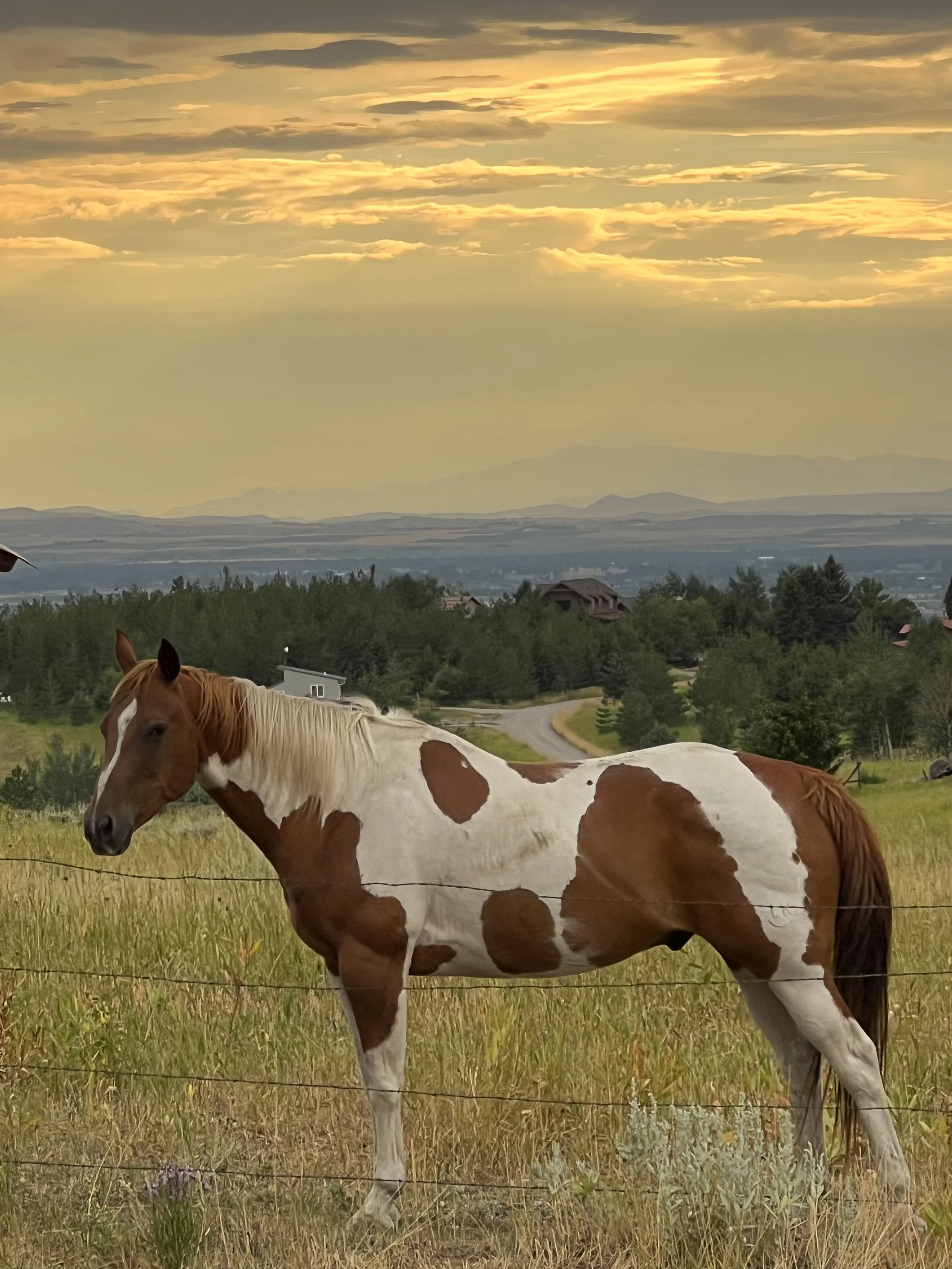 BOZEMAN HORSE - TOUCH THE EARTH.jpeg