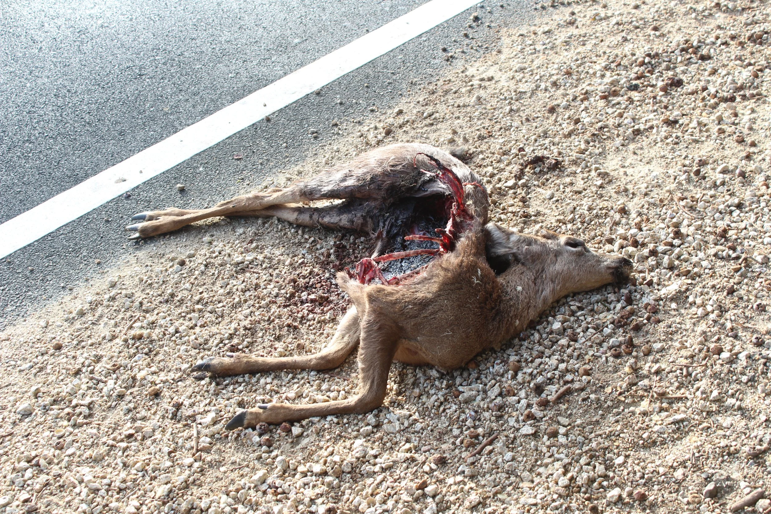 francois xavier noah big sur.JPEG