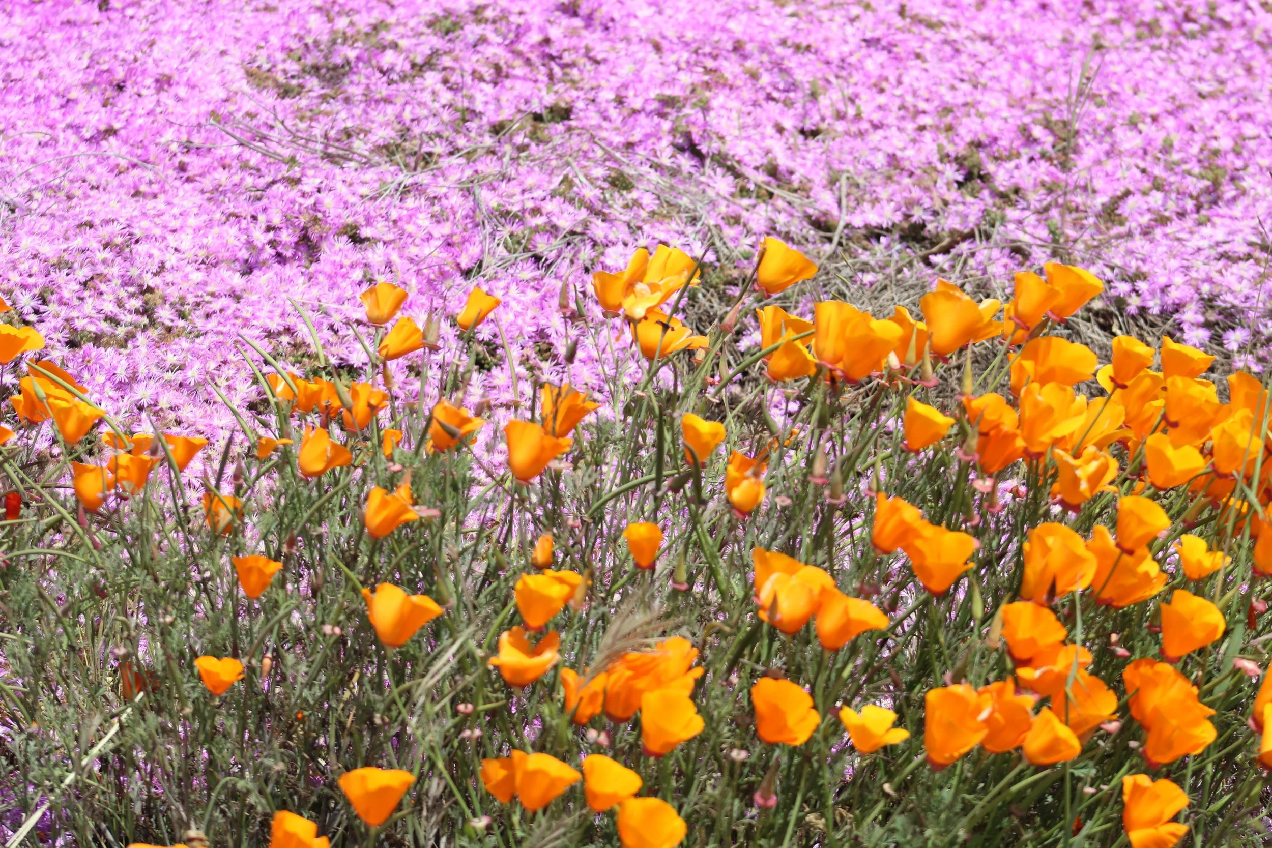 spring - francois xavier noah.JPEG