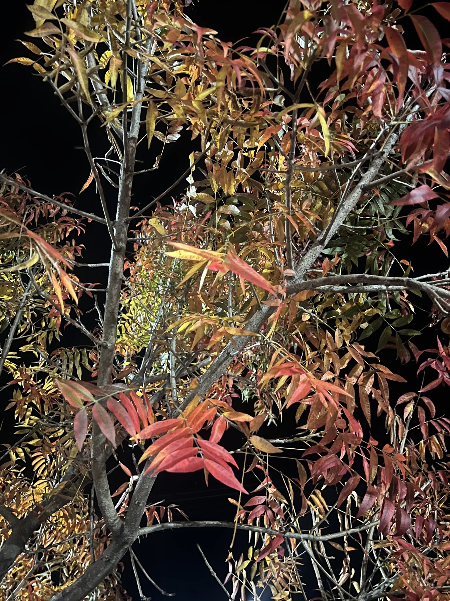 IMG_0065.JPEG
