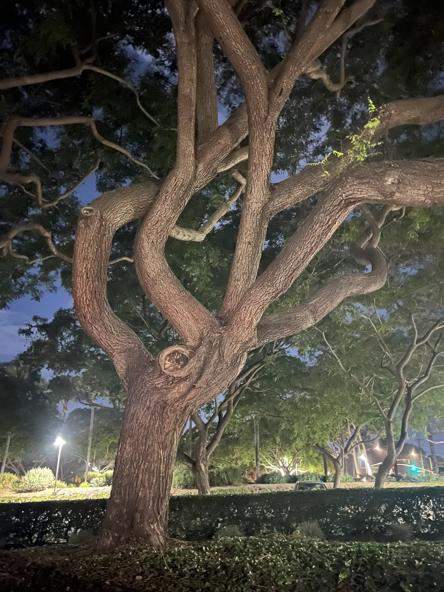 IMG_0968.JPEG