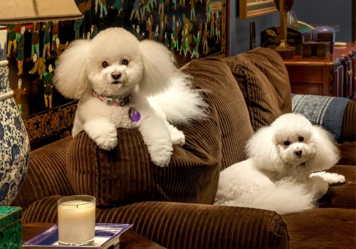 Dogs.jpg