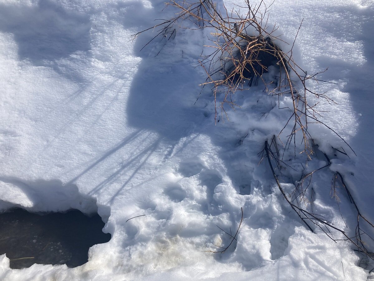 crc21_Snowshoe16 (beaver marks).jpg