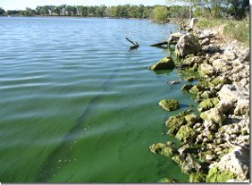 blue-green-algae_EPA.jpg