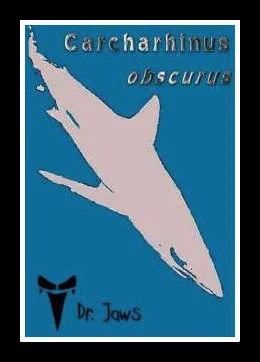Carcharhinus obscurus