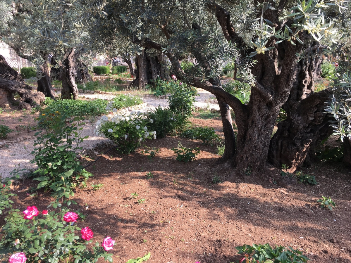 Garden of Gethsemane