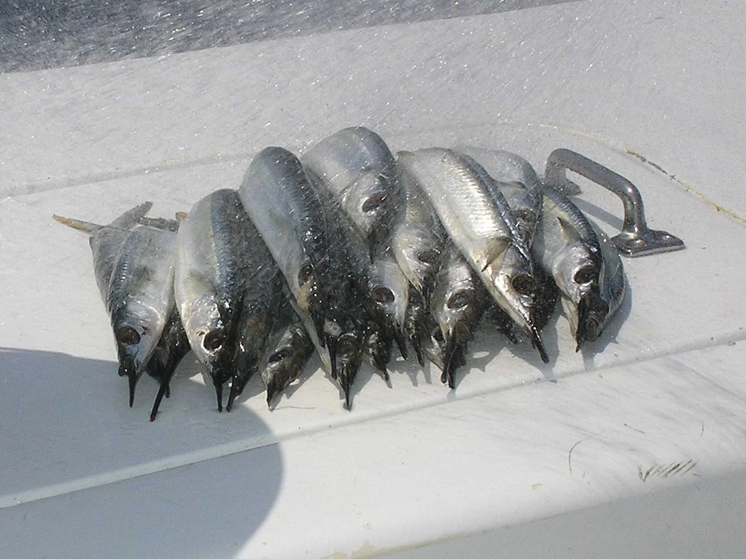 Makerel - High Return Sportfishing