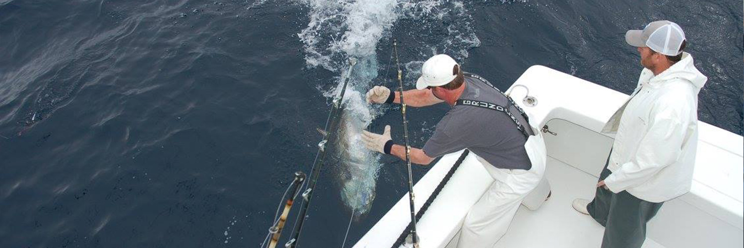 What-we-catch.jpg