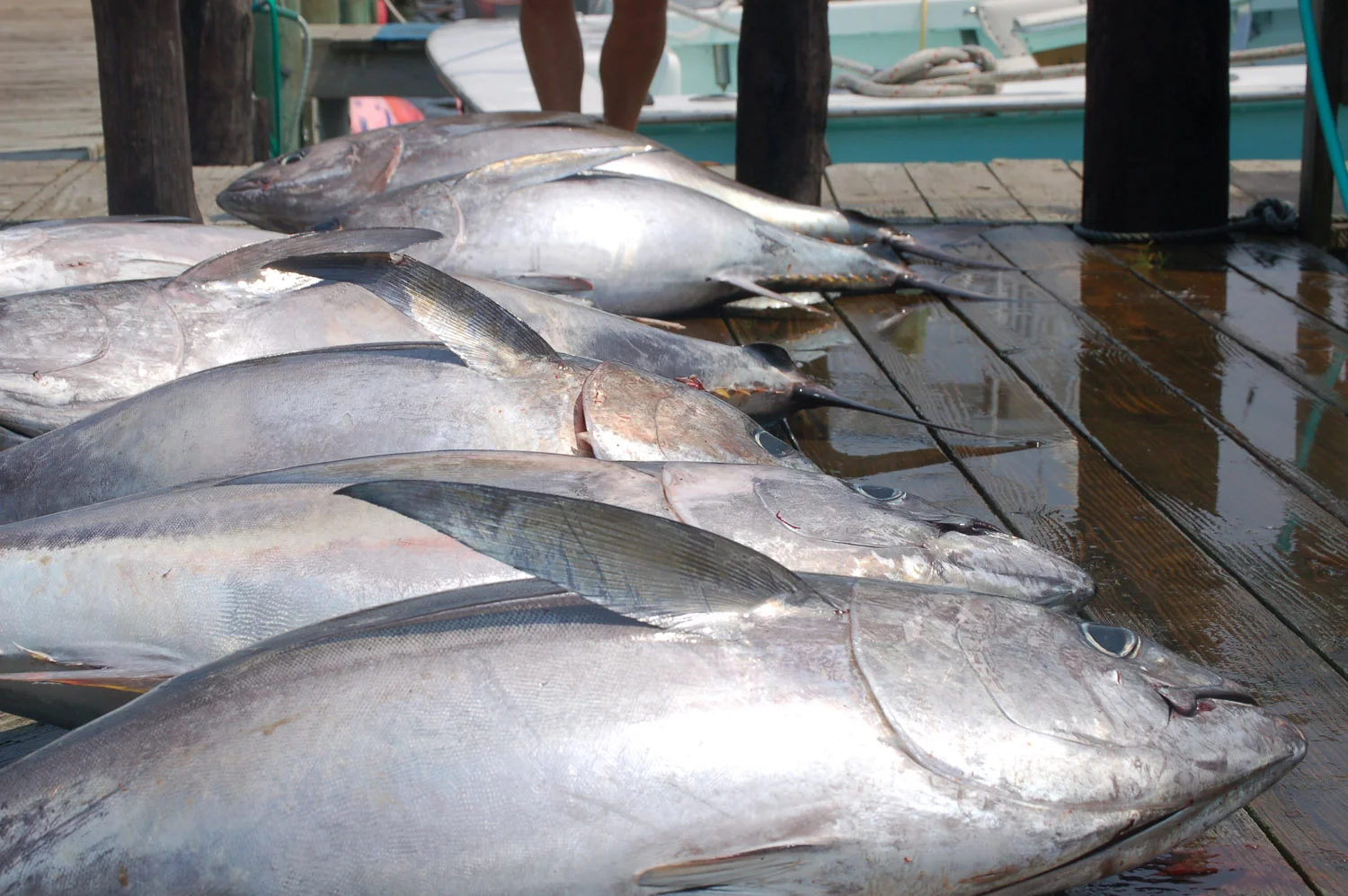 High Return Sportfishing - 40.jpg