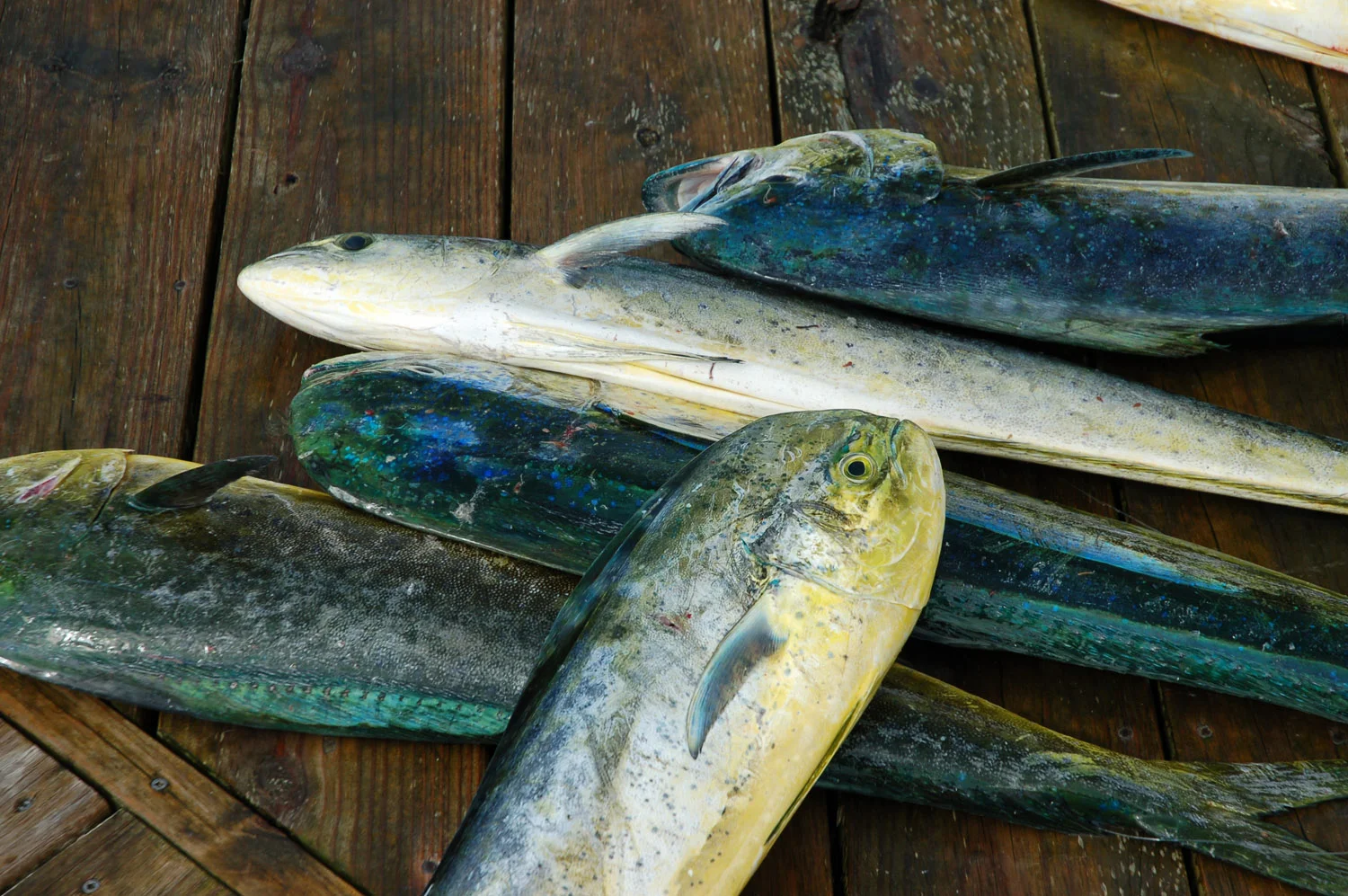 High Return Sportfishing - 44.jpg