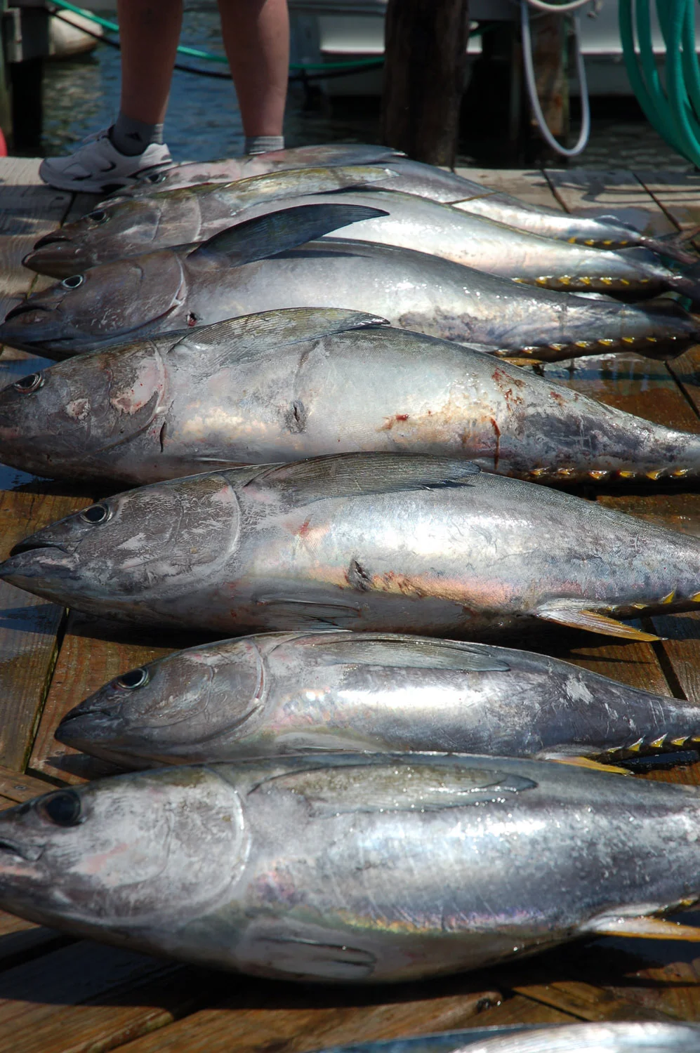 High Return Sportfishing - 48.jpg