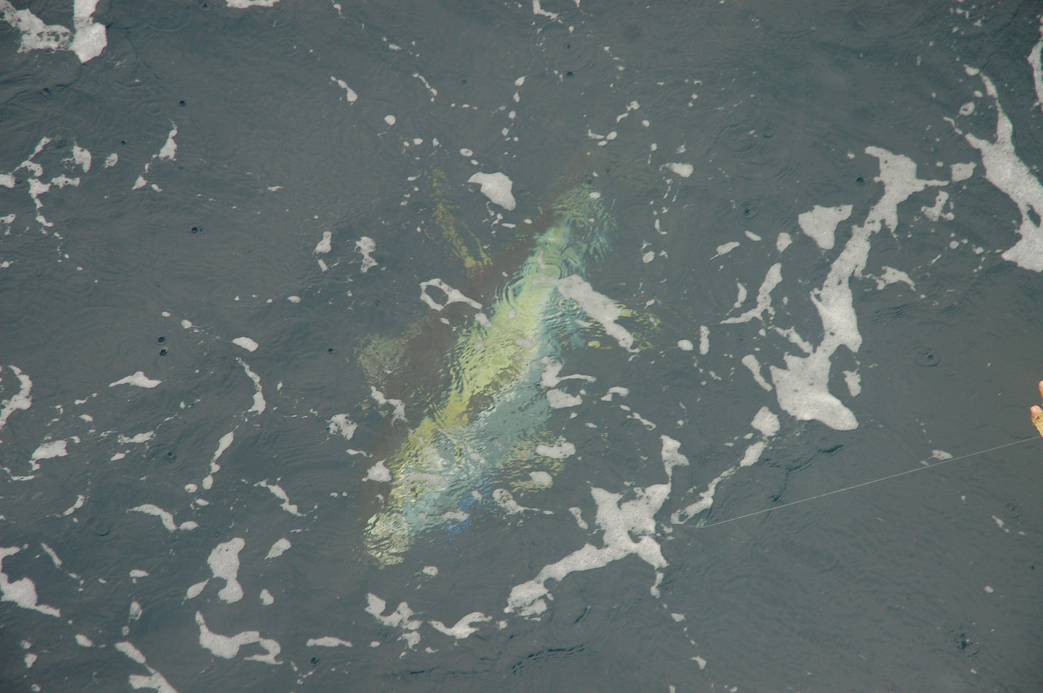 High Return Sportfishing - 110.jpg