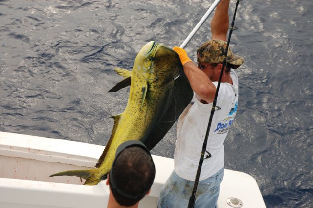 Mahi-Mahi on the High Return Sportfishing Charter