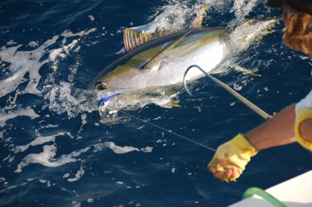 Yellow Fin Tuna on the High Return Sportfishing Boat