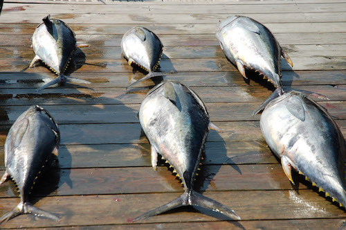 Blue Fin Tuna - HIgh Return Sportfishing Charter