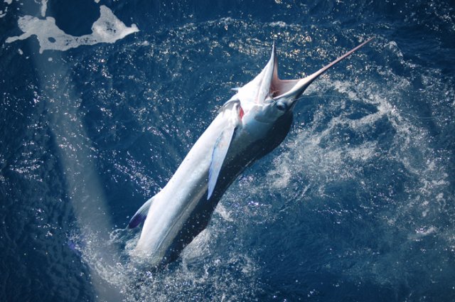 Billfish - High return Sportfishing