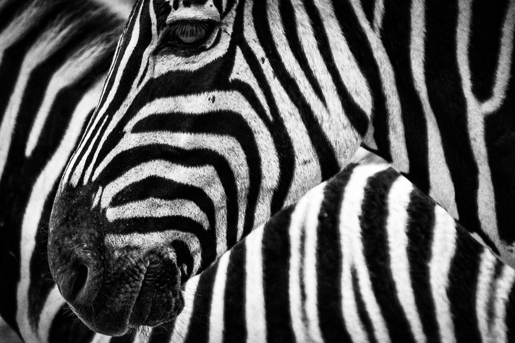 texture-zebra-stripes-47349.jpeg